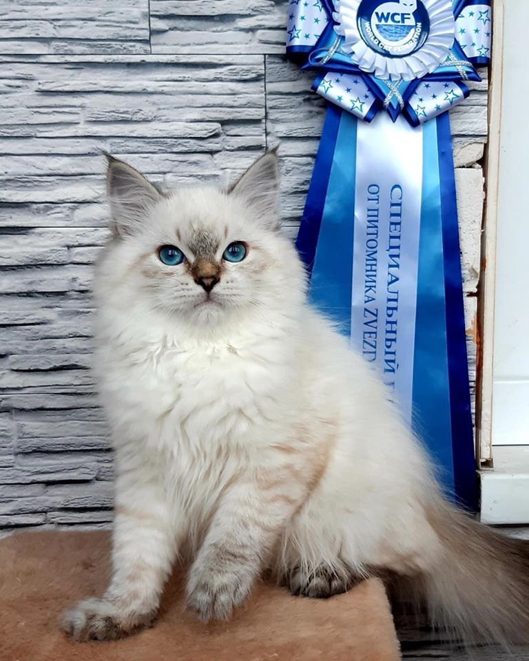 Стандарт Невских маскарадных кошек (по системе МФА) | Siberian gift  питомник невских маскарадных кошек